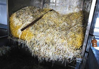大兴豆芽非法生产“基地”的车间内，已经生产出来的豆芽正在等待最后一道清洗工序。这些豆芽的长度接近20厘米，远远超过正常豆芽。